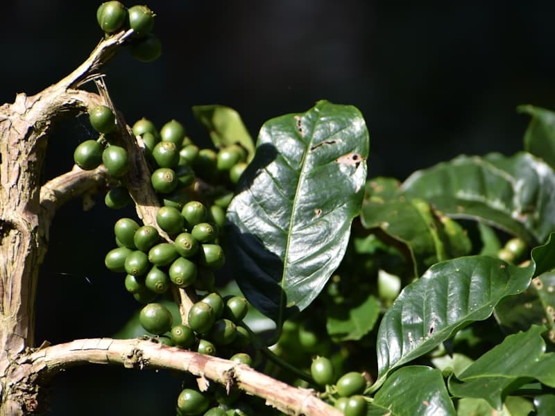 Finca Sinaí
